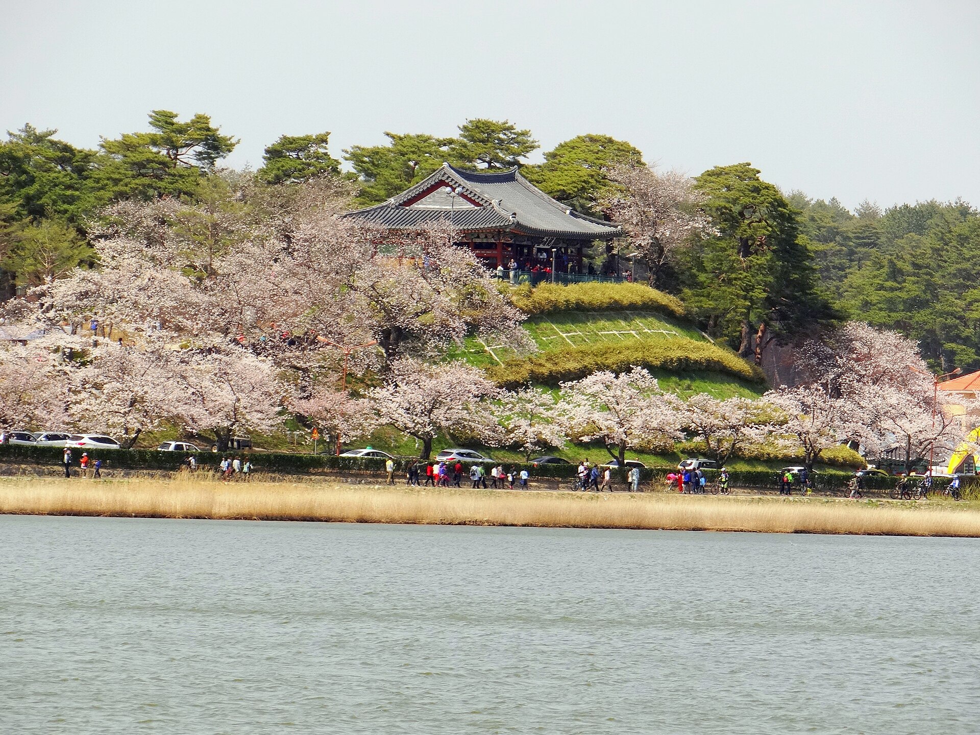 Cherry blossoms in spring in Korea